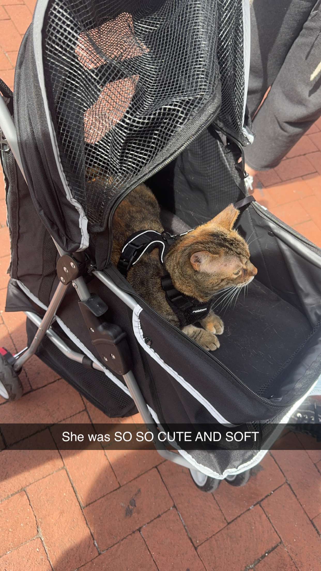 carmmieecat snapchat image archive image