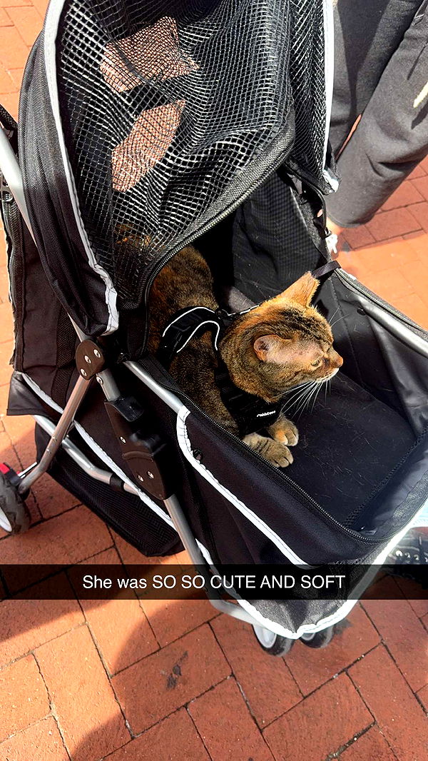 carmmieecat image ~ Altpins