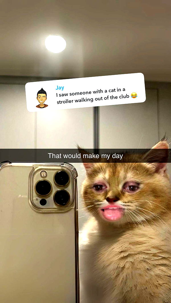 carmmieecat image ~ Altpins