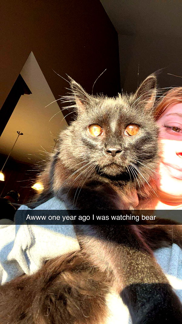 carmmieecat image ~ Altpins