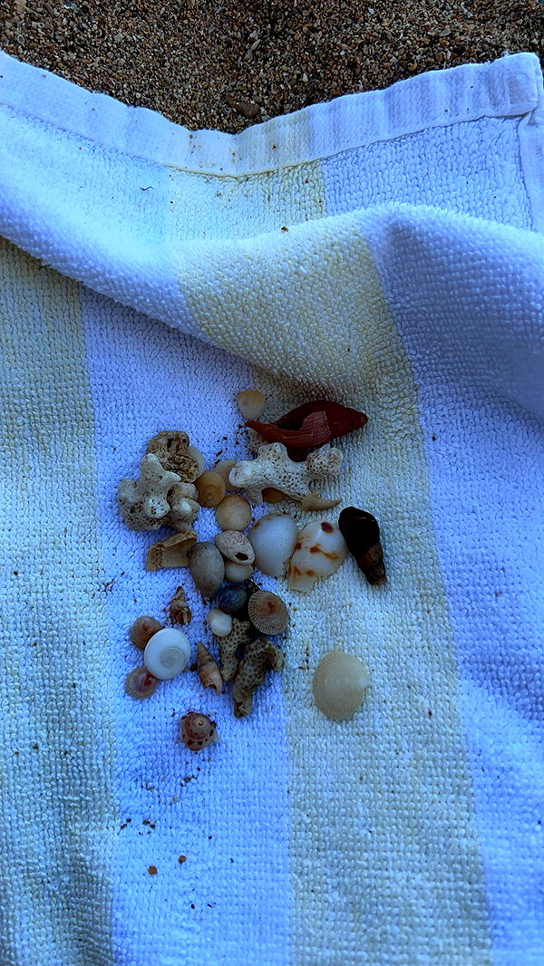 carmmieecat image ~ Altpins