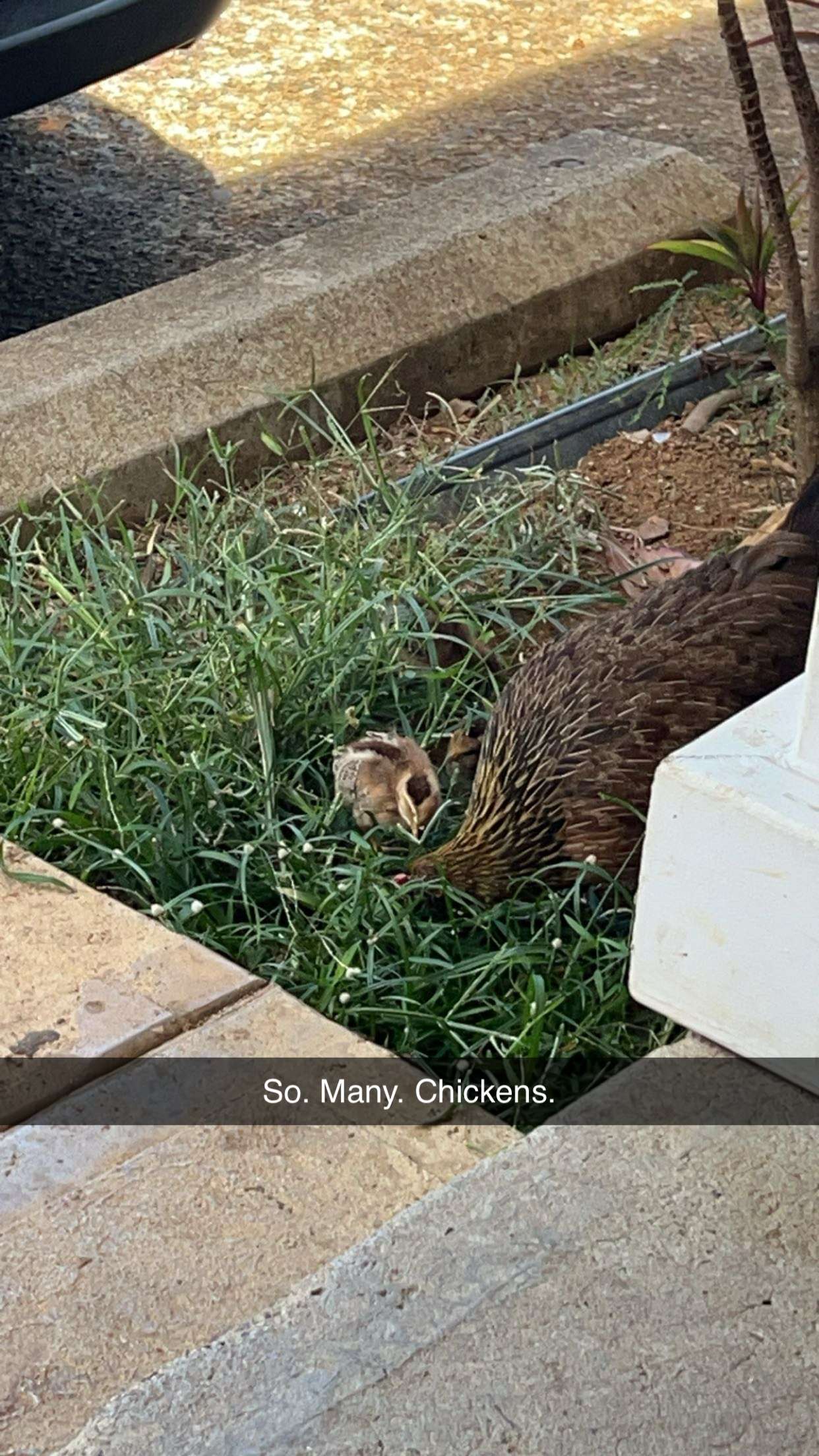 carmmieecat snapchat image archive image