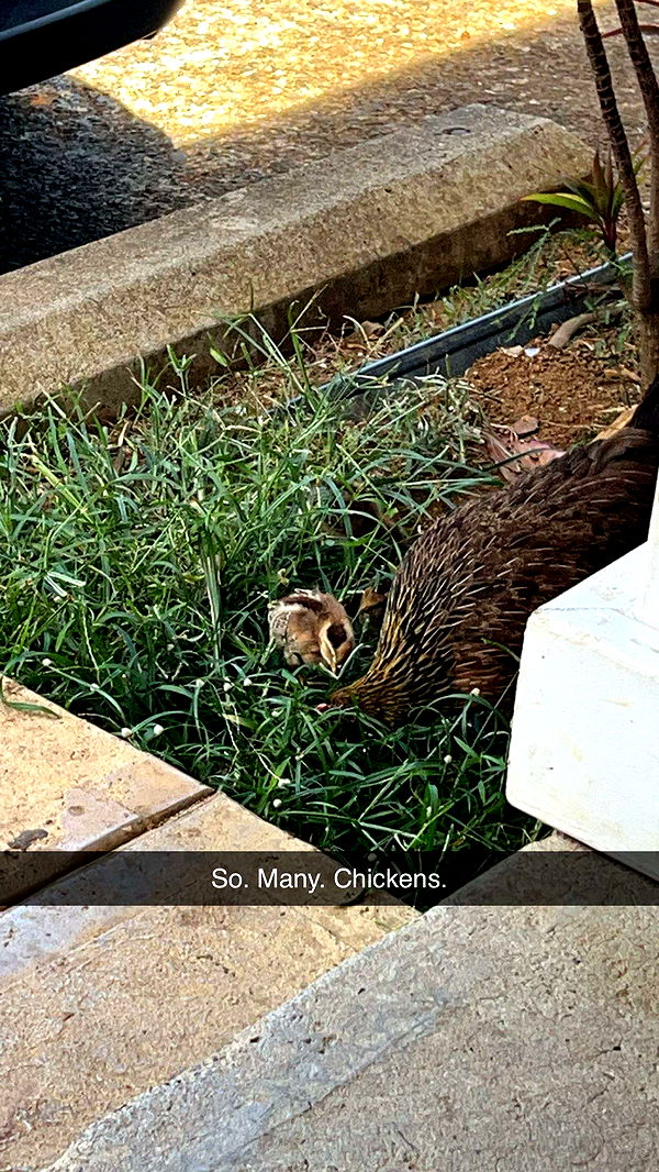 carmmieecat image ~ Altpins