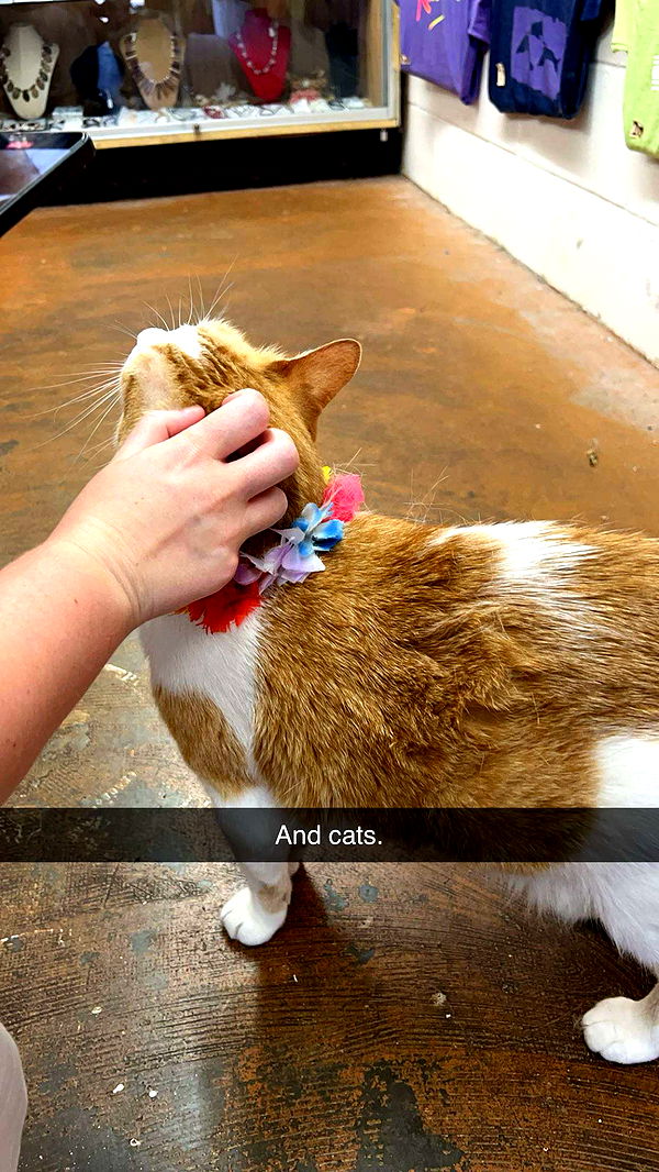 carmmieecat image ~ Altpins