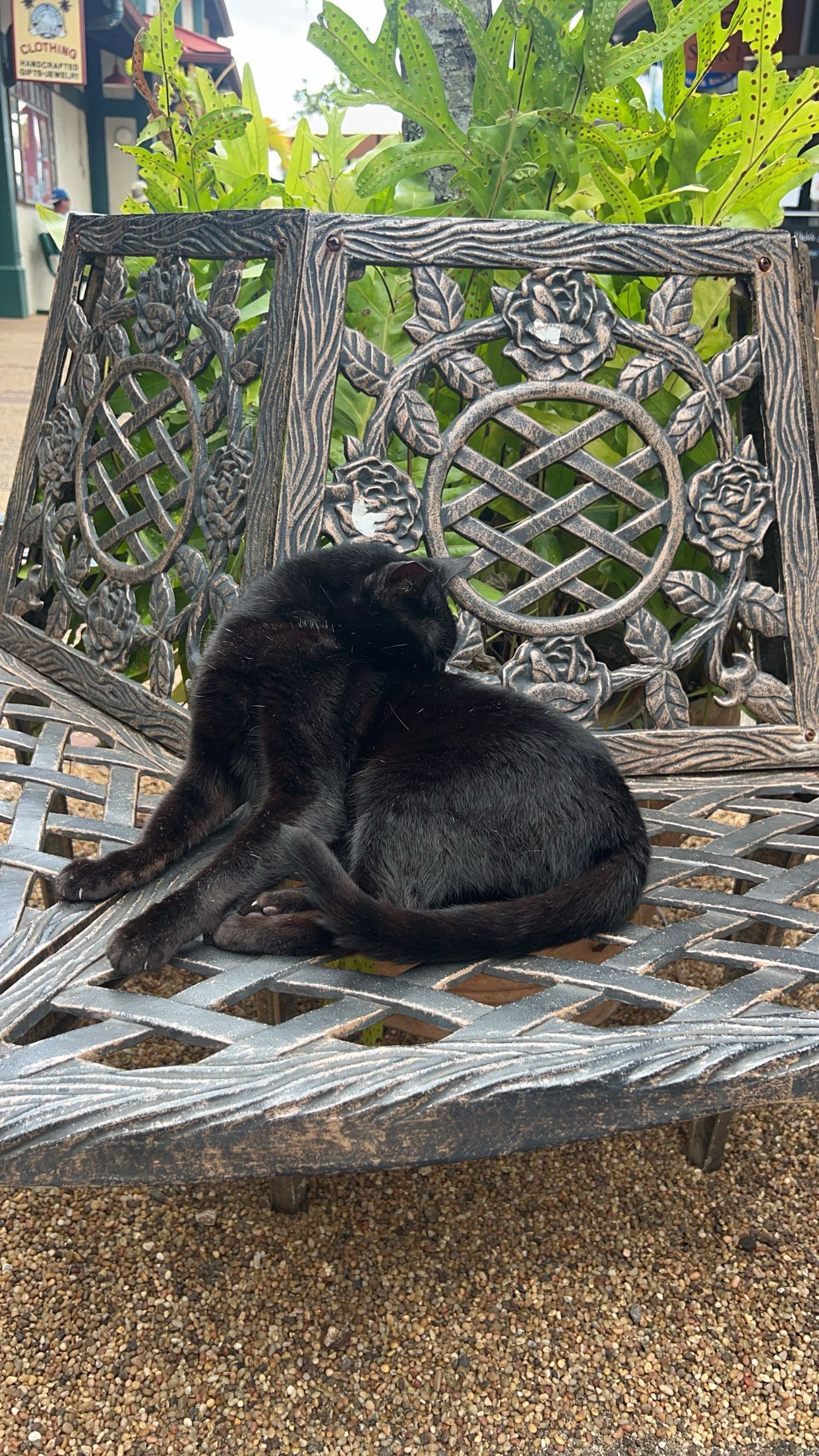 carmmieecat snapchat image archive image