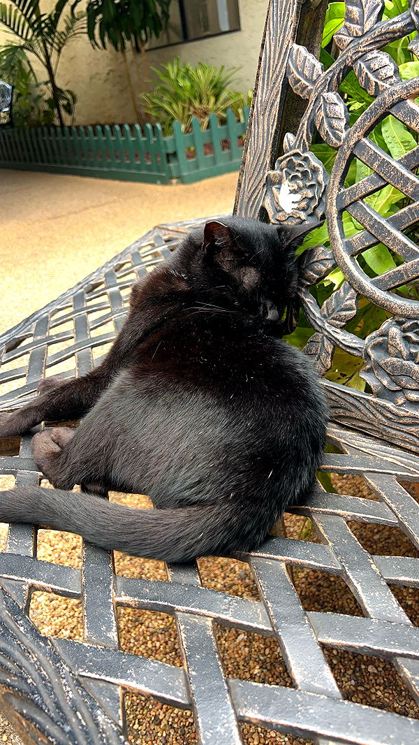 carmmieecat image ~ Altpins