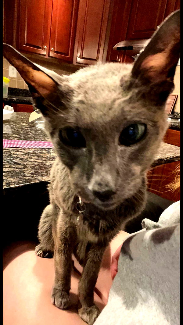 carmmieecat image ~ Altpins