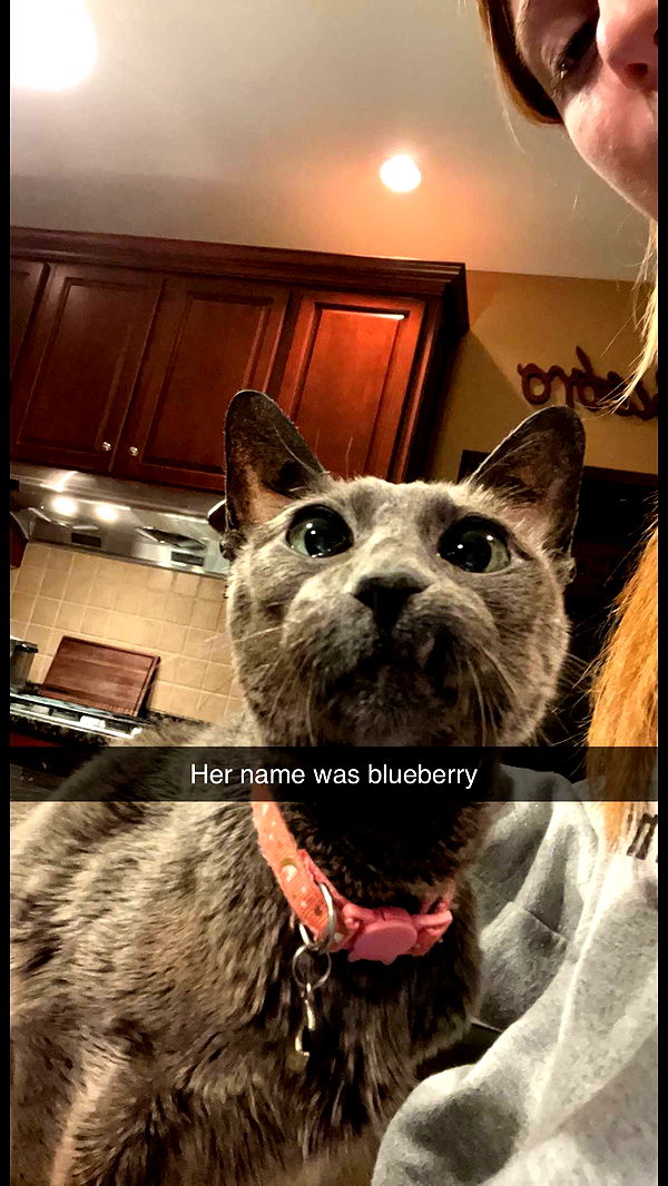 carmmieecat image ~ Altpins