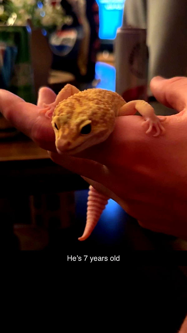 carmmieecat image ~ Altpins