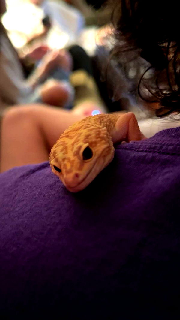 carmmieecat image ~ Altpins