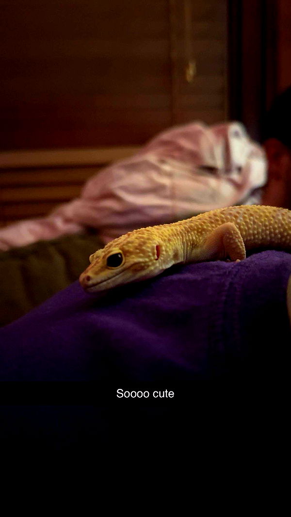 carmmieecat image ~ Altpins