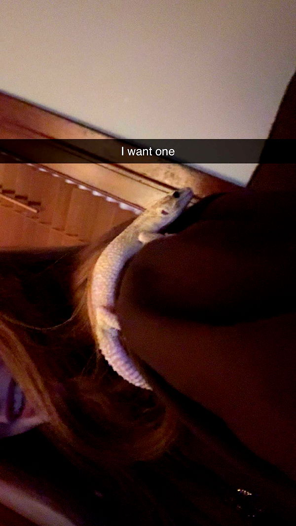 carmmieecat image ~ Altpins