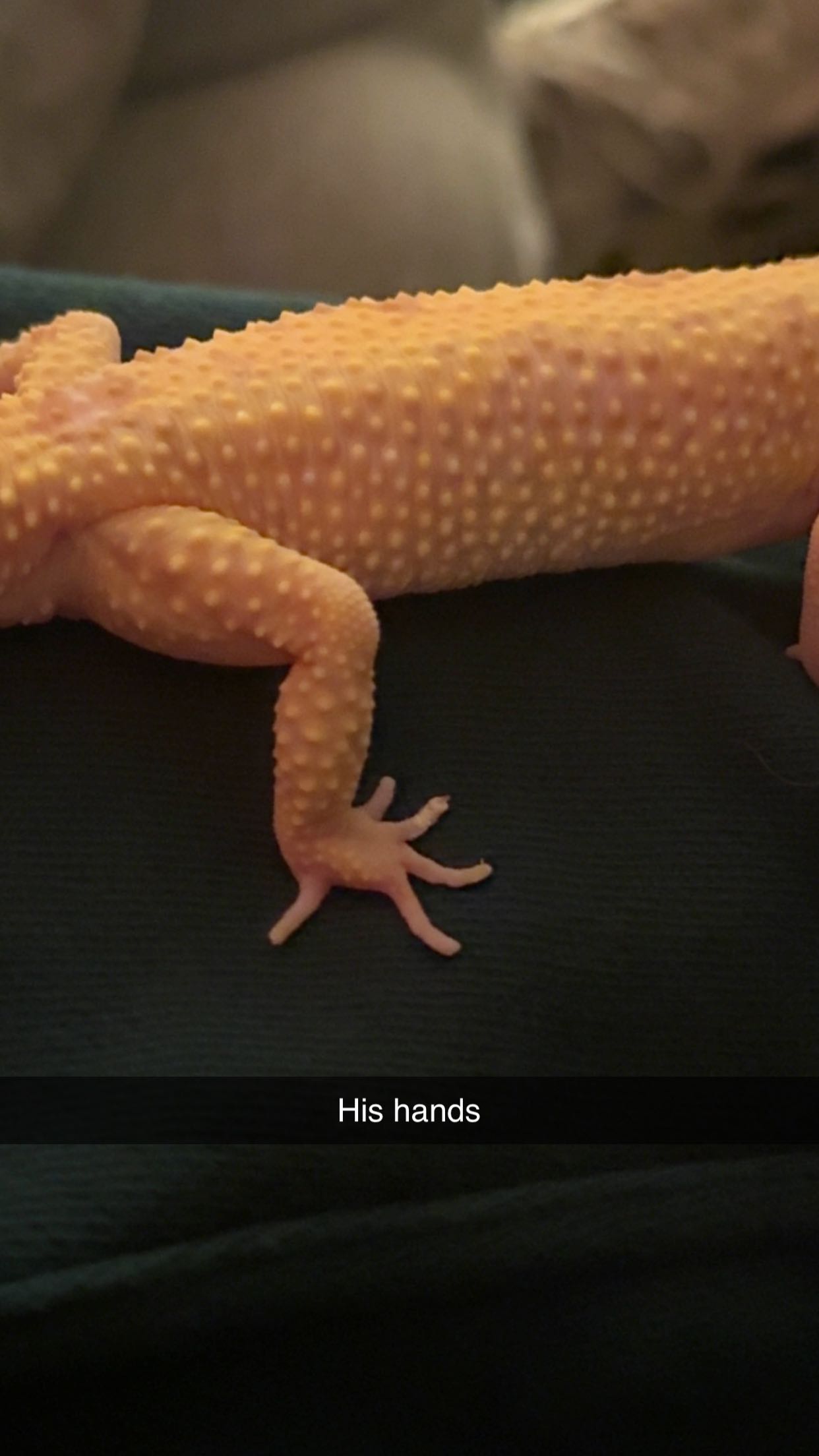 carmmieecat snapchat image archive image