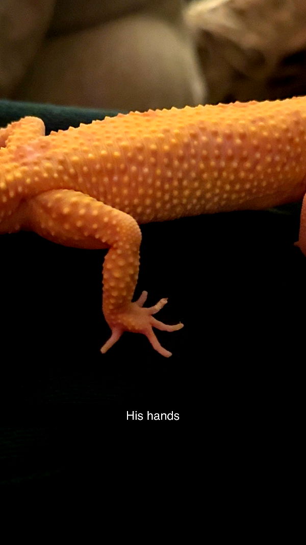 carmmieecat image ~ Altpins