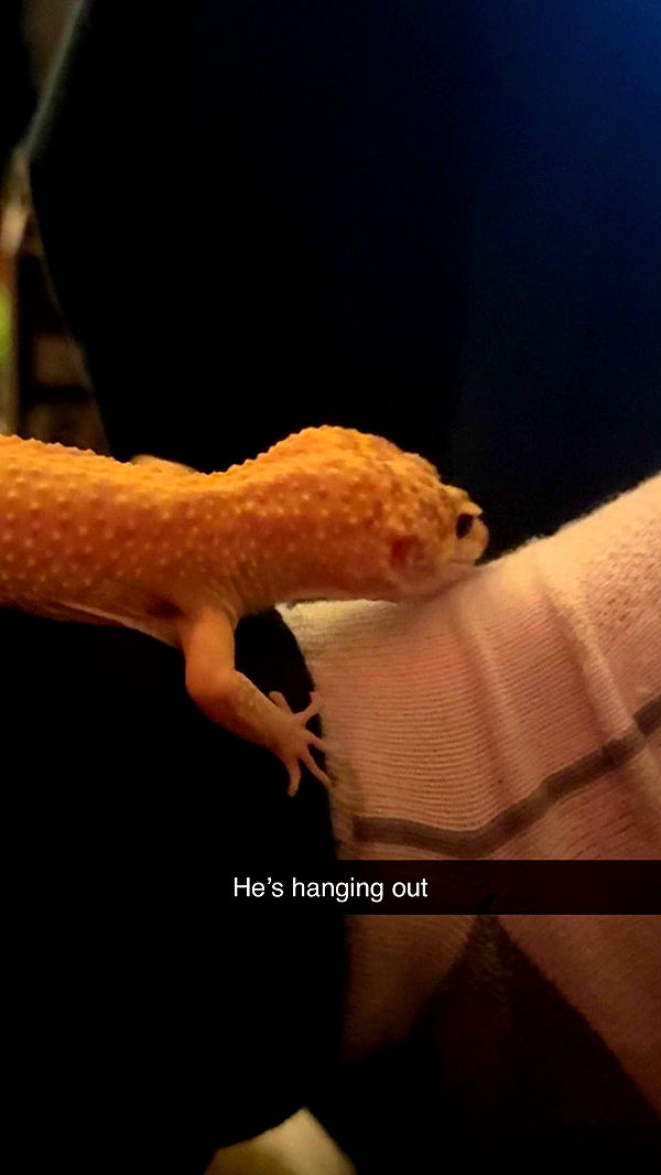 carmmieecat image ~ Altpins