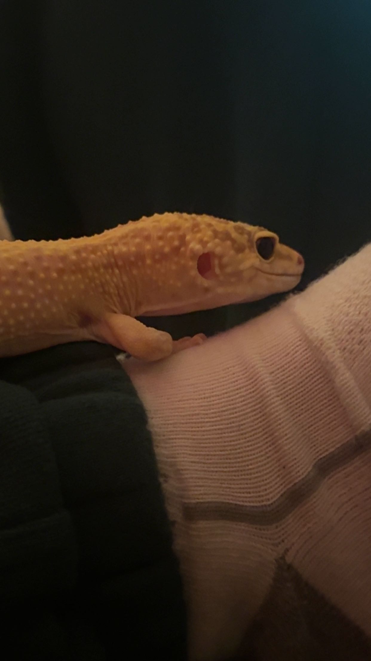 carmmieecat snapchat image archive image