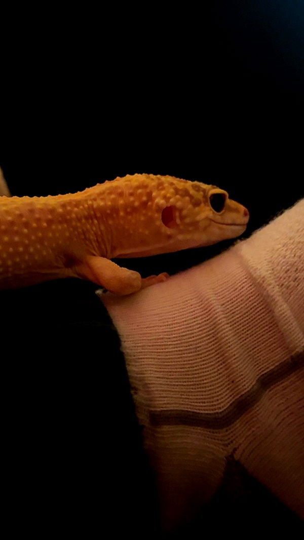 carmmieecat image ~ Altpins