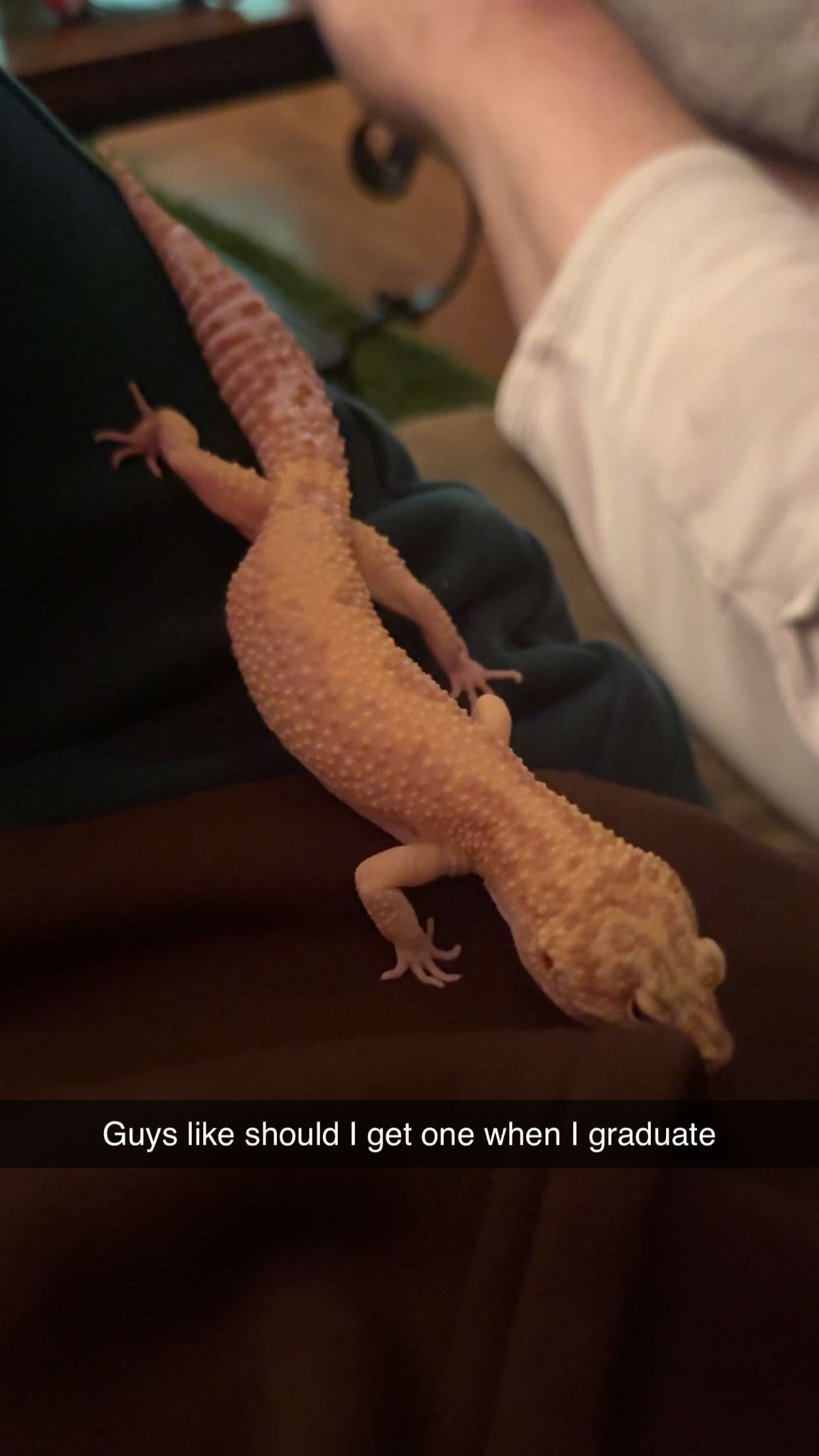 carmmieecat snapchat image archive image