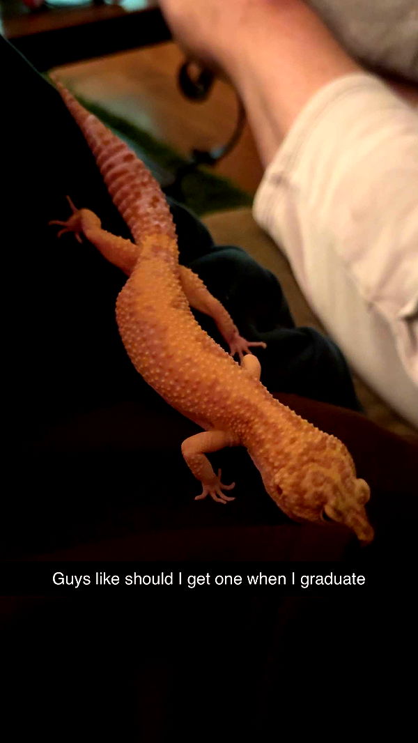 carmmieecat image ~ Altpins