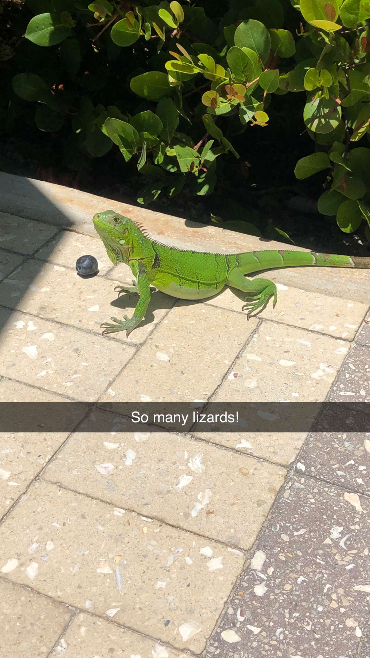 carmmieecat snapchat image archive image