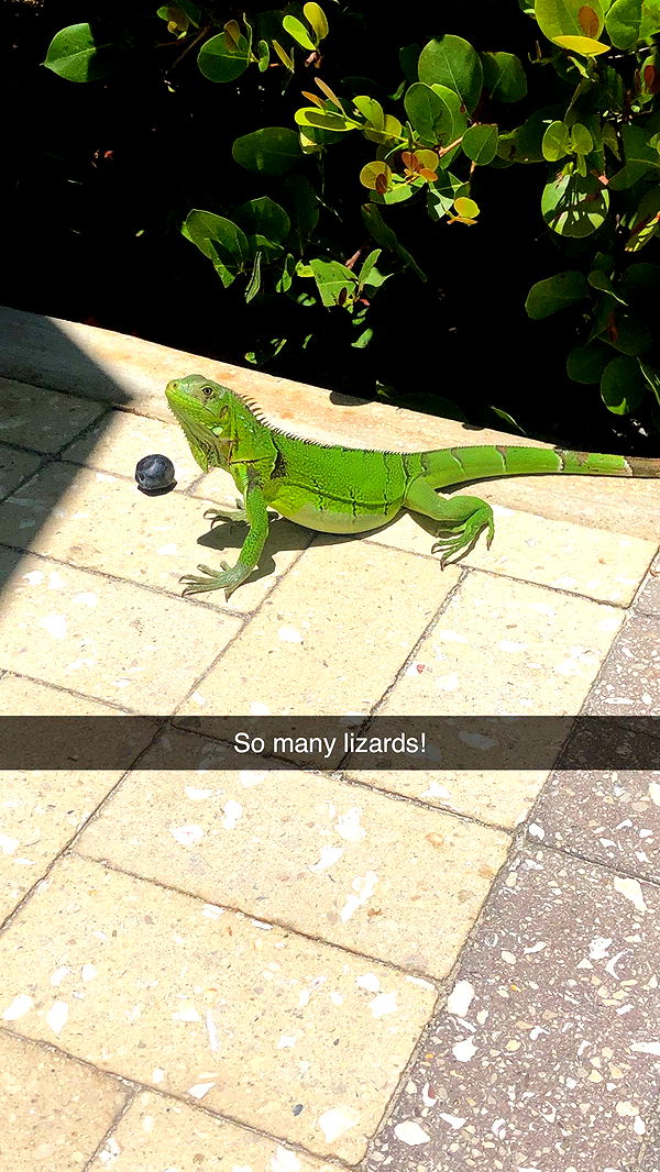 carmmieecat image ~ Altpins