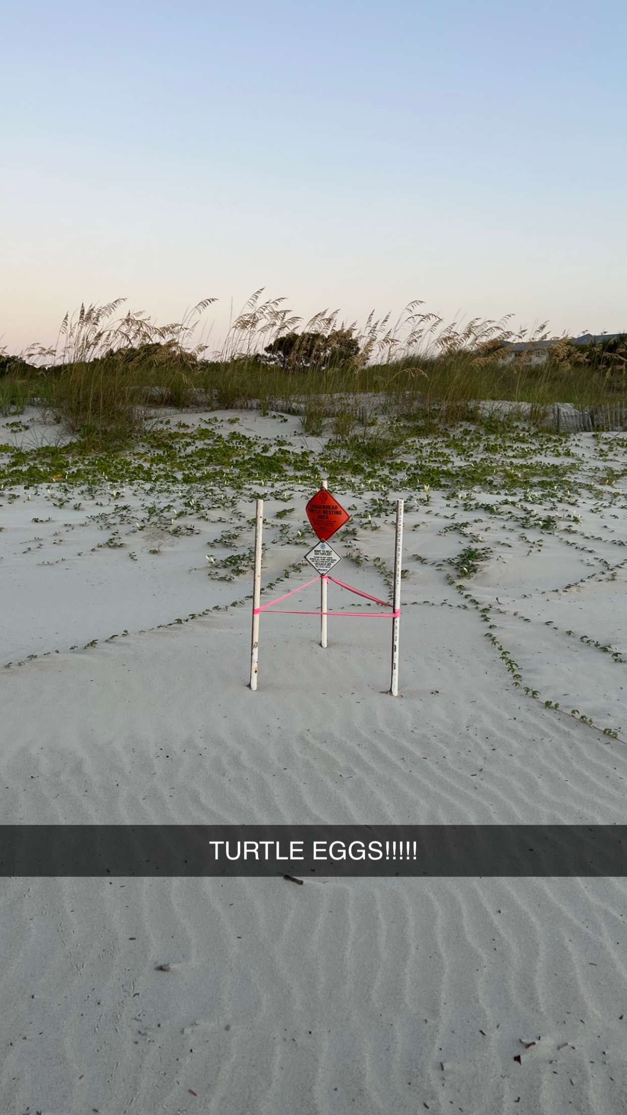 carmmieecat snapchat image archive image