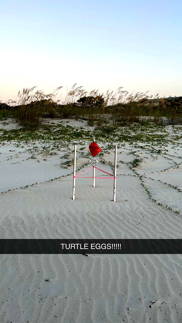 carmmieecat image ~ Altpins