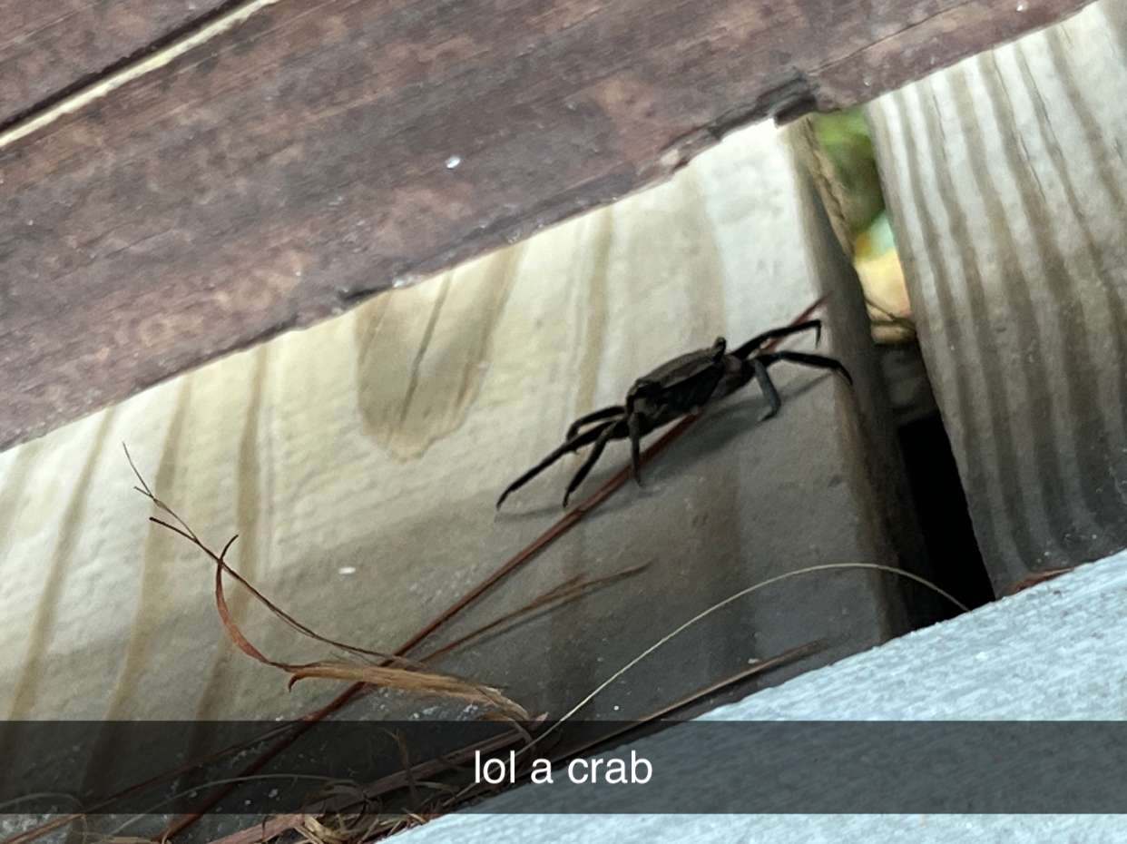 carmmieecat snapchat image archive image