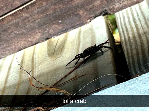 carmmieecat image ~ Altpins