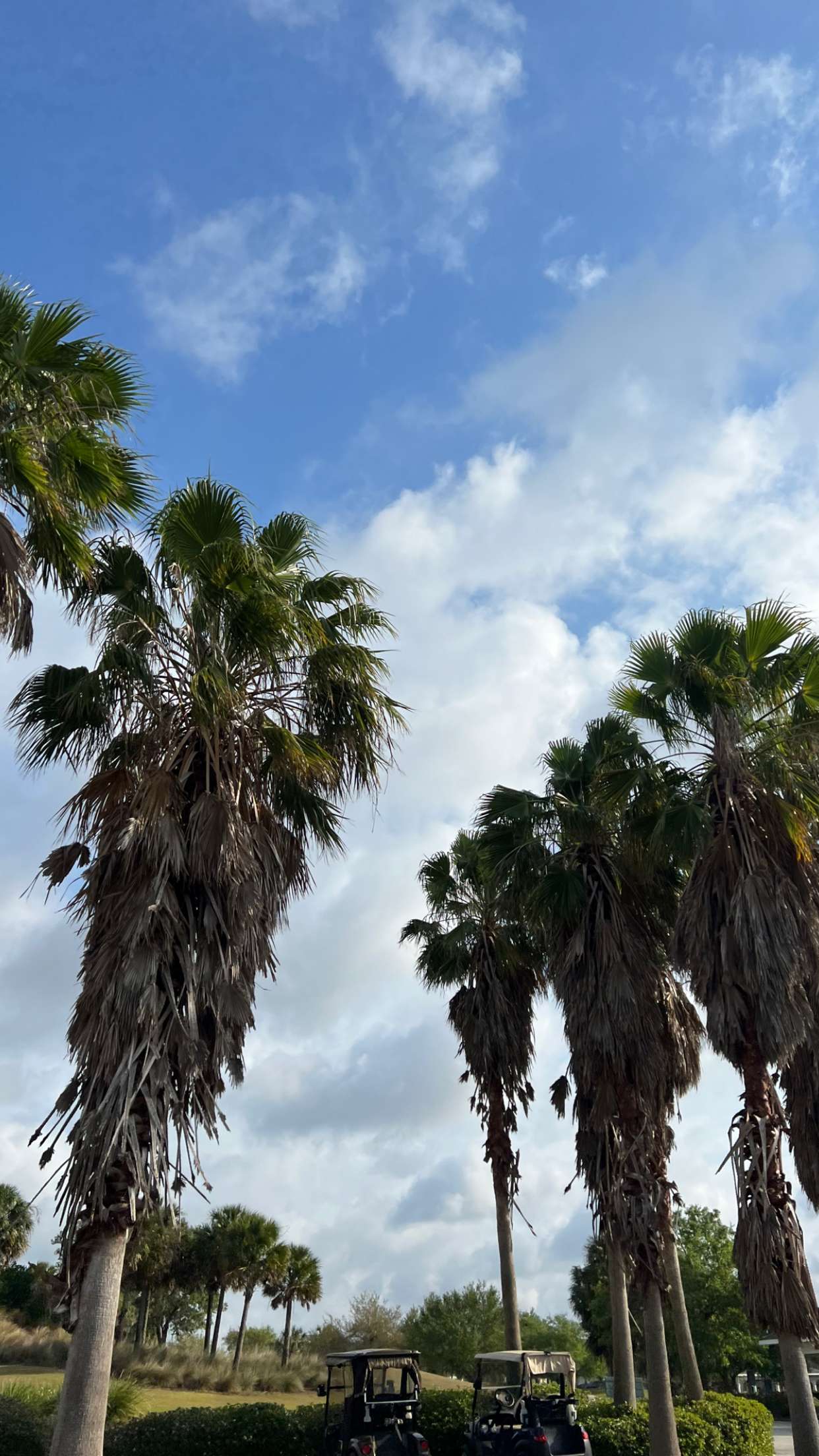 carmmieecat snapchat image archive image