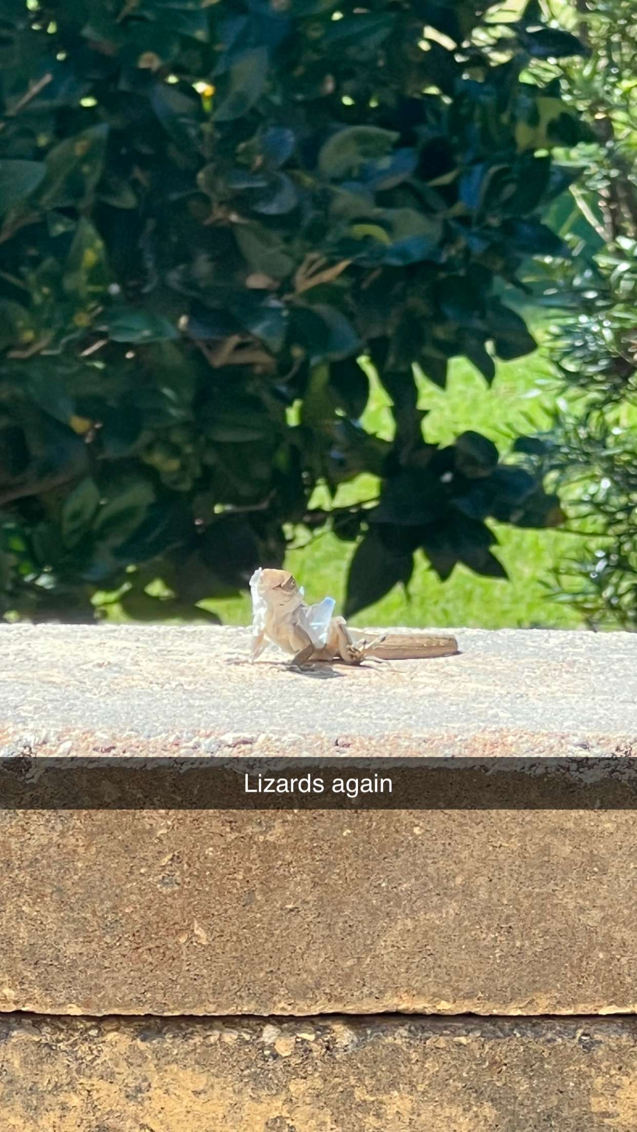 carmmieecat snapchat image archive image