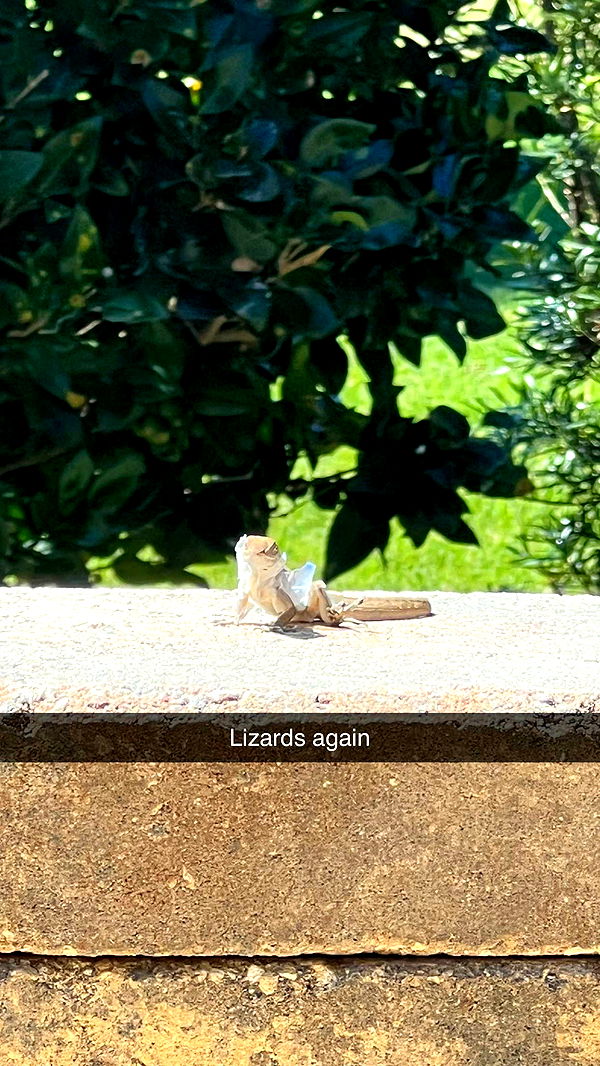 carmmieecat image ~ Altpins