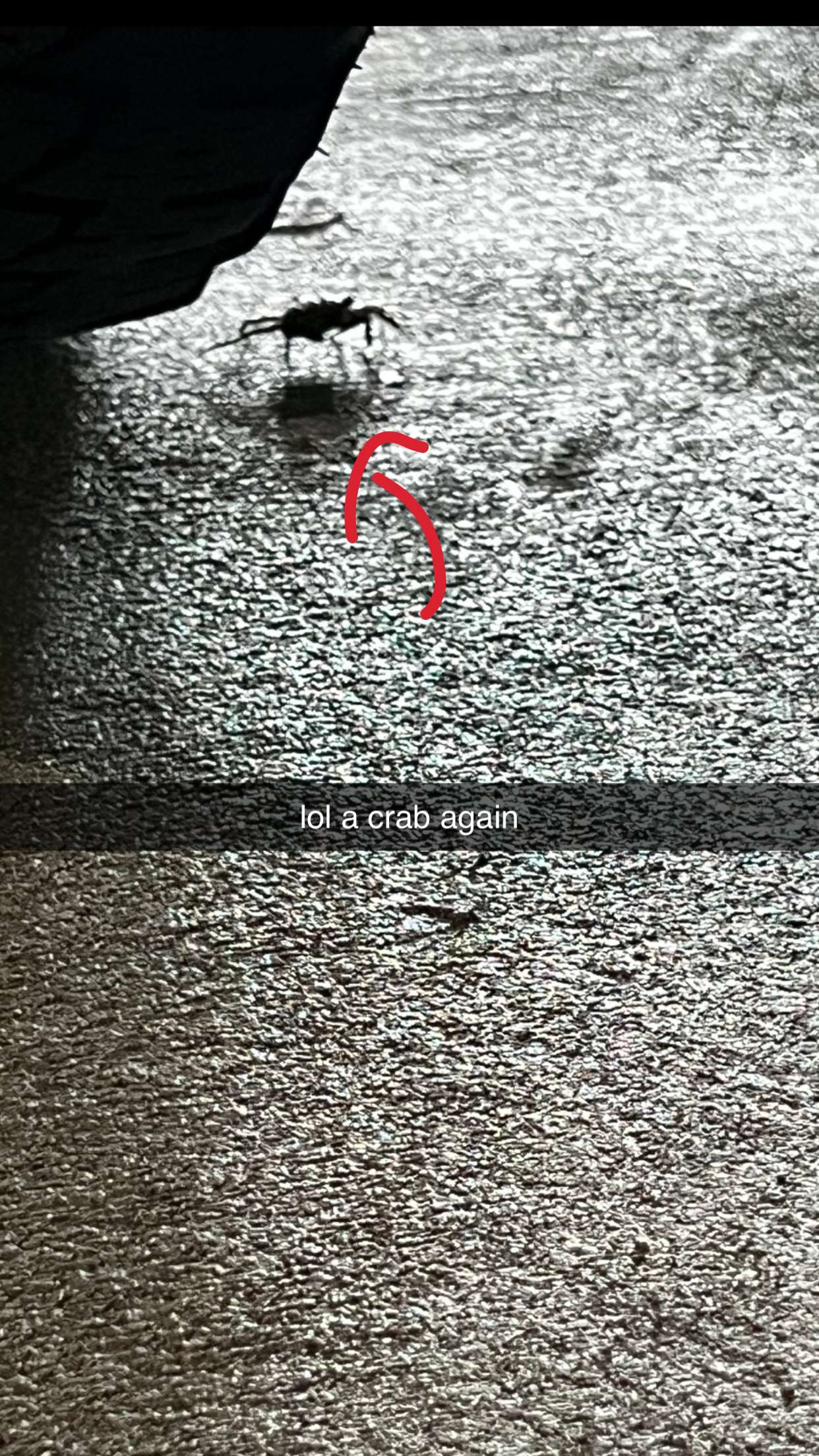 carmmieecat snapchat image archive image