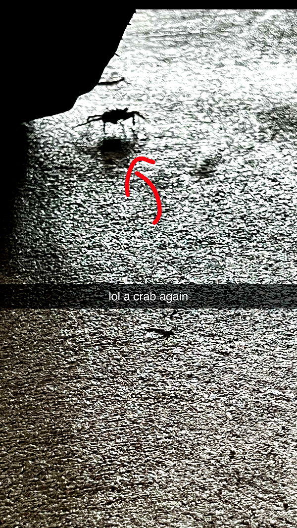 carmmieecat image ~ Altpins