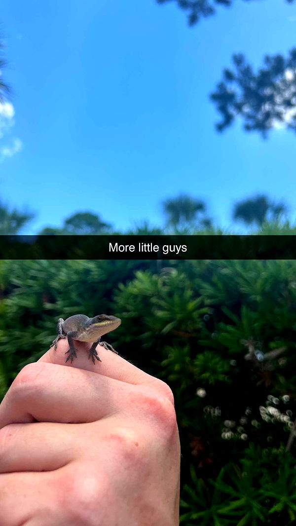 carmmieecat image ~ Altpins