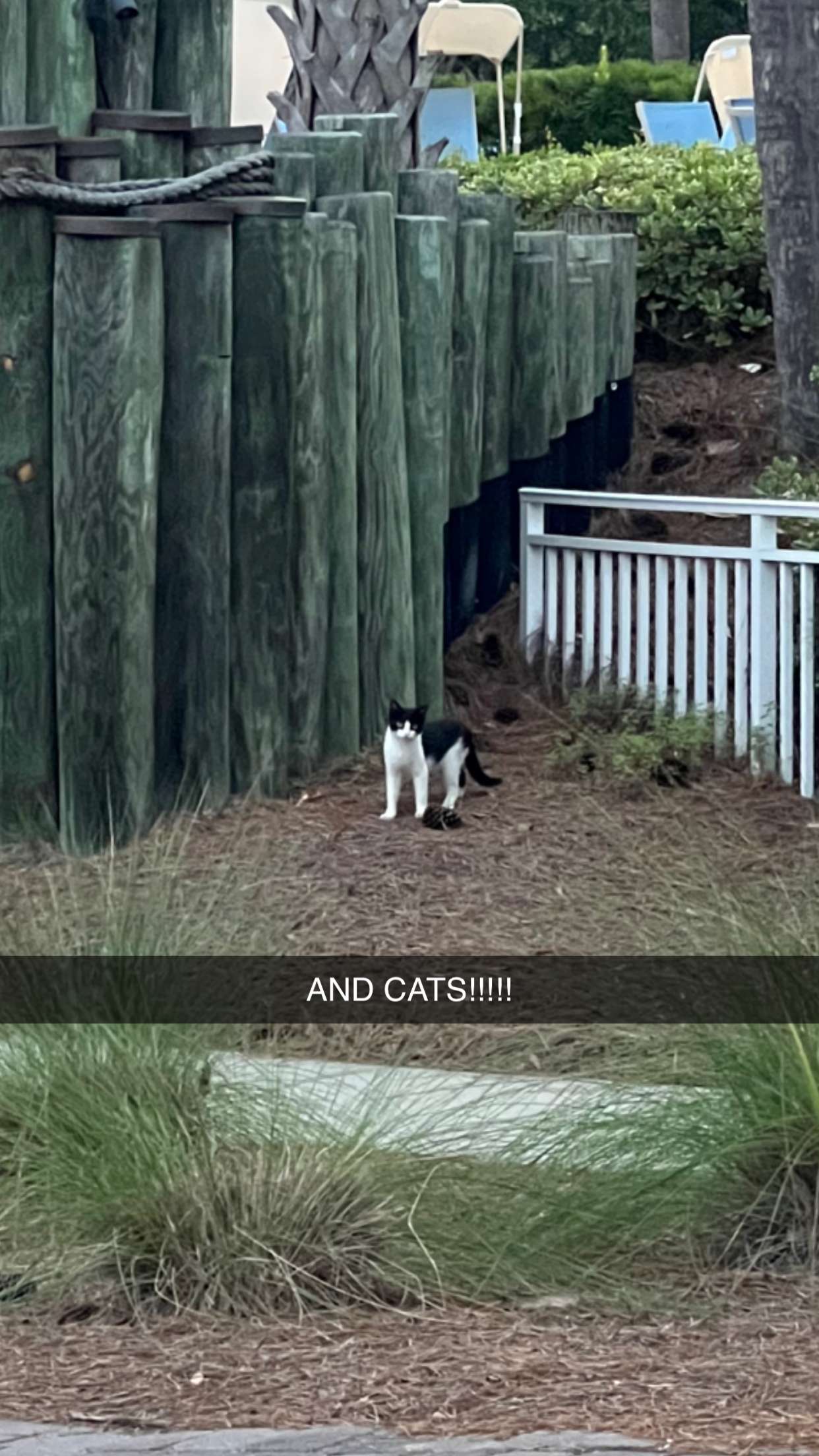 carmmieecat snapchat image archive image