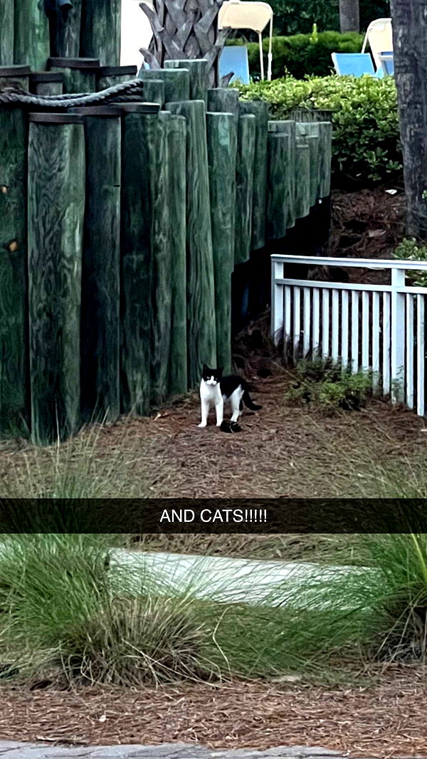 carmmieecat image ~ Altpins