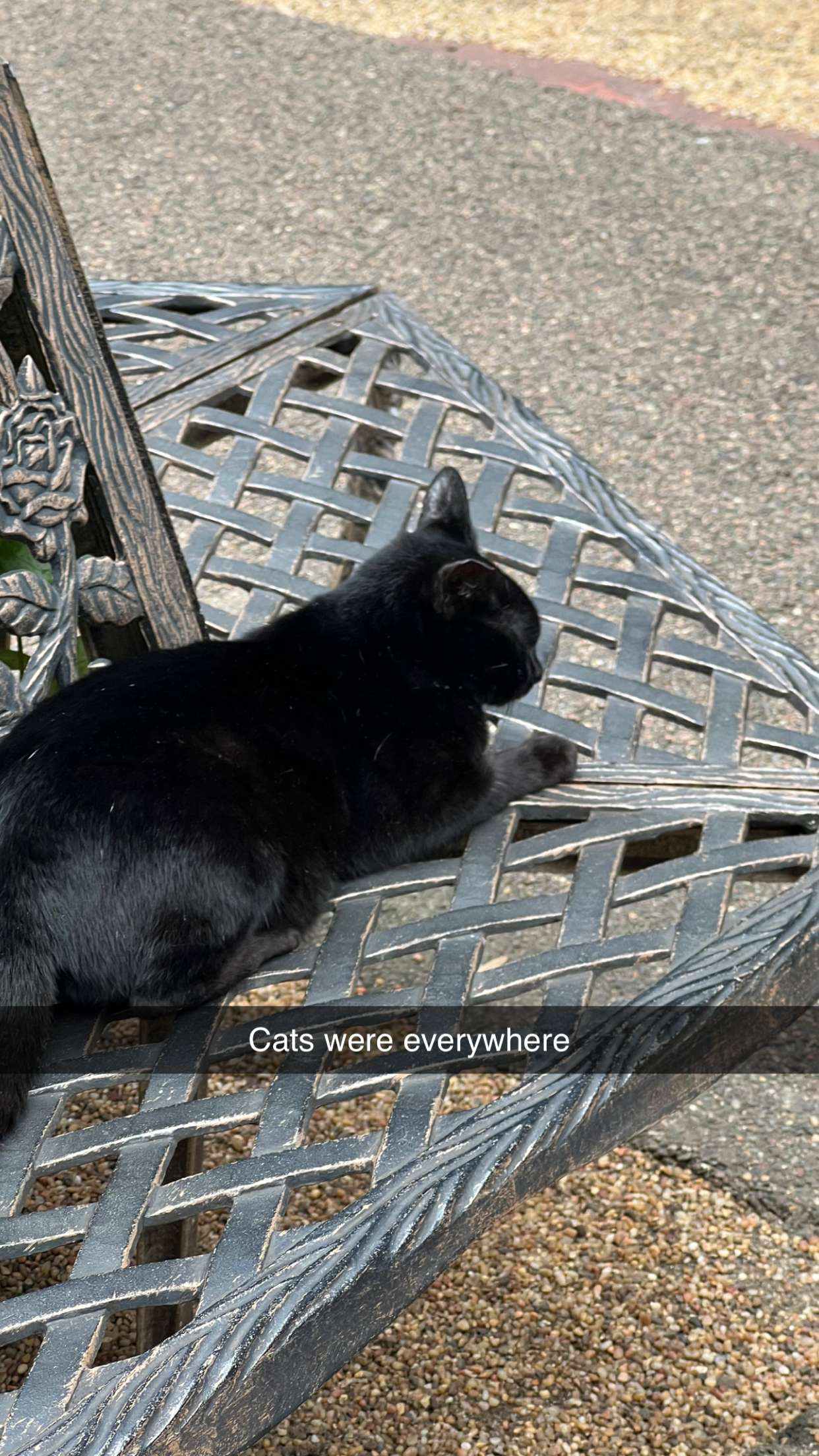 carmmieecat snapchat image archive image