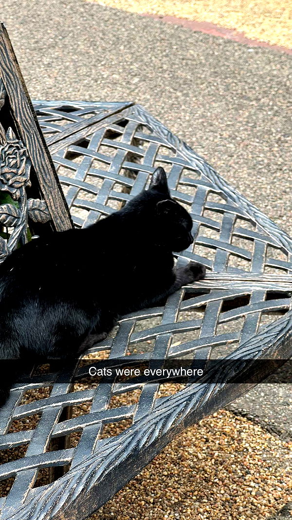 carmmieecat image ~ Altpins