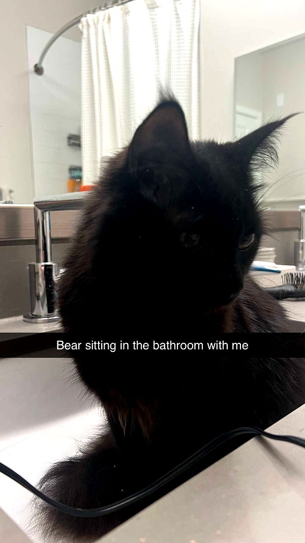 carmmieecat image ~ Altpins