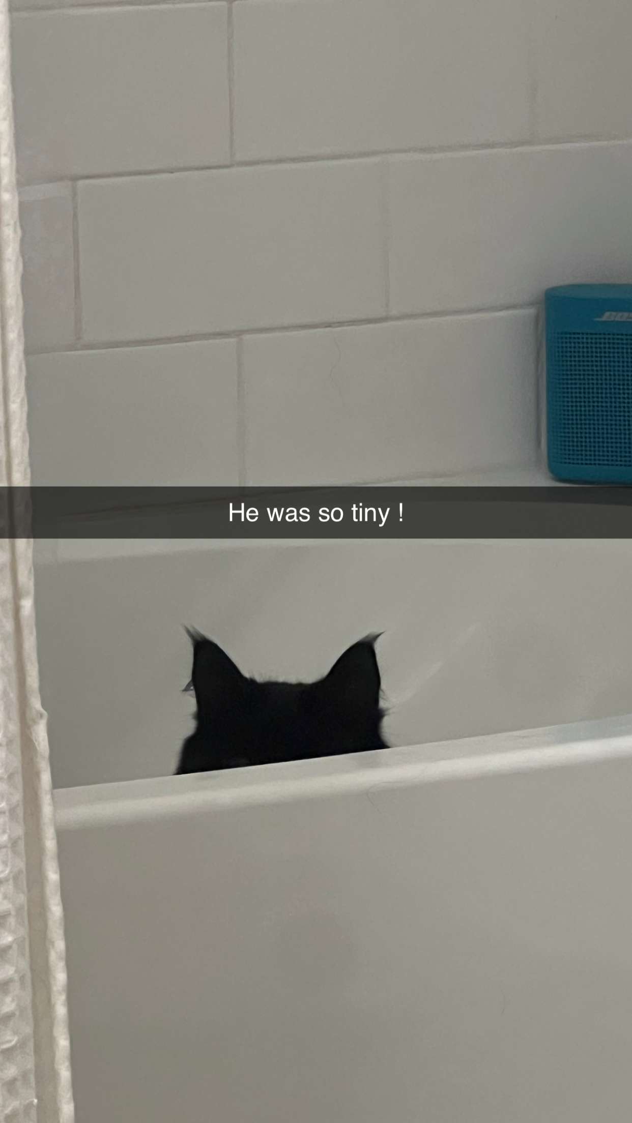 carmmieecat snapchat image archive image