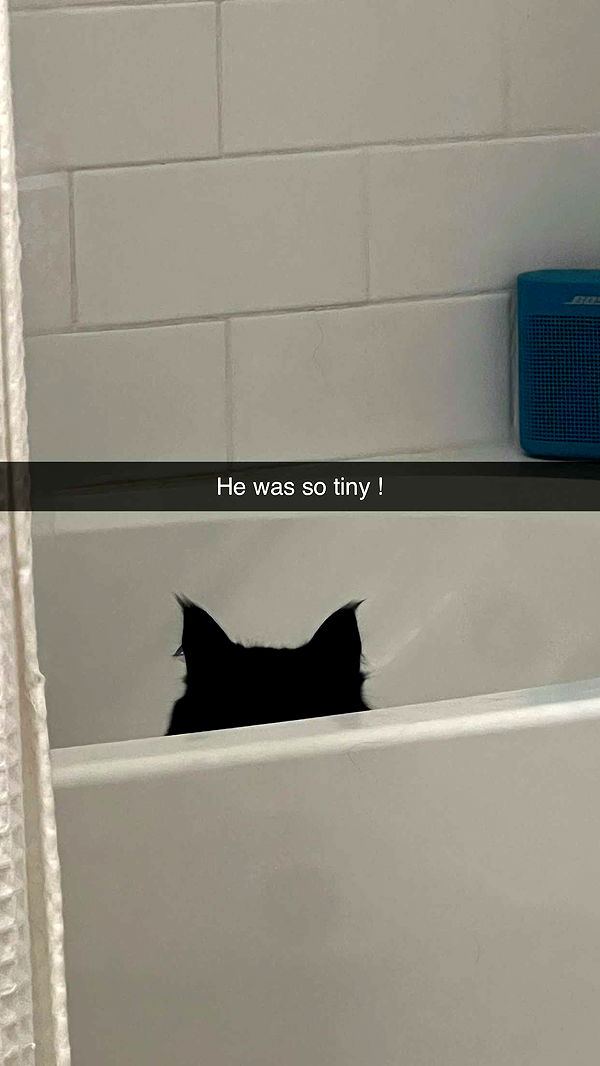 carmmieecat image ~ Altpins