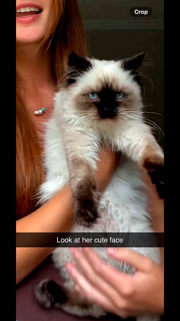 carmmieecat image ~ Altpins