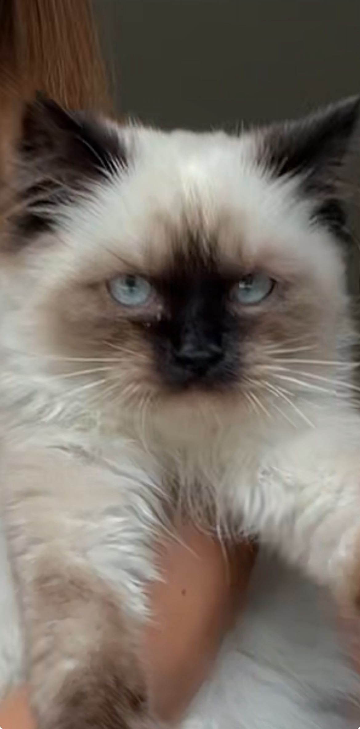 carmmieecat snapchat image archive image