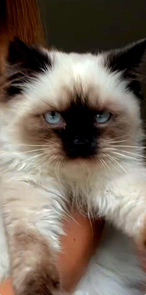 carmmieecat image ~ Altpins