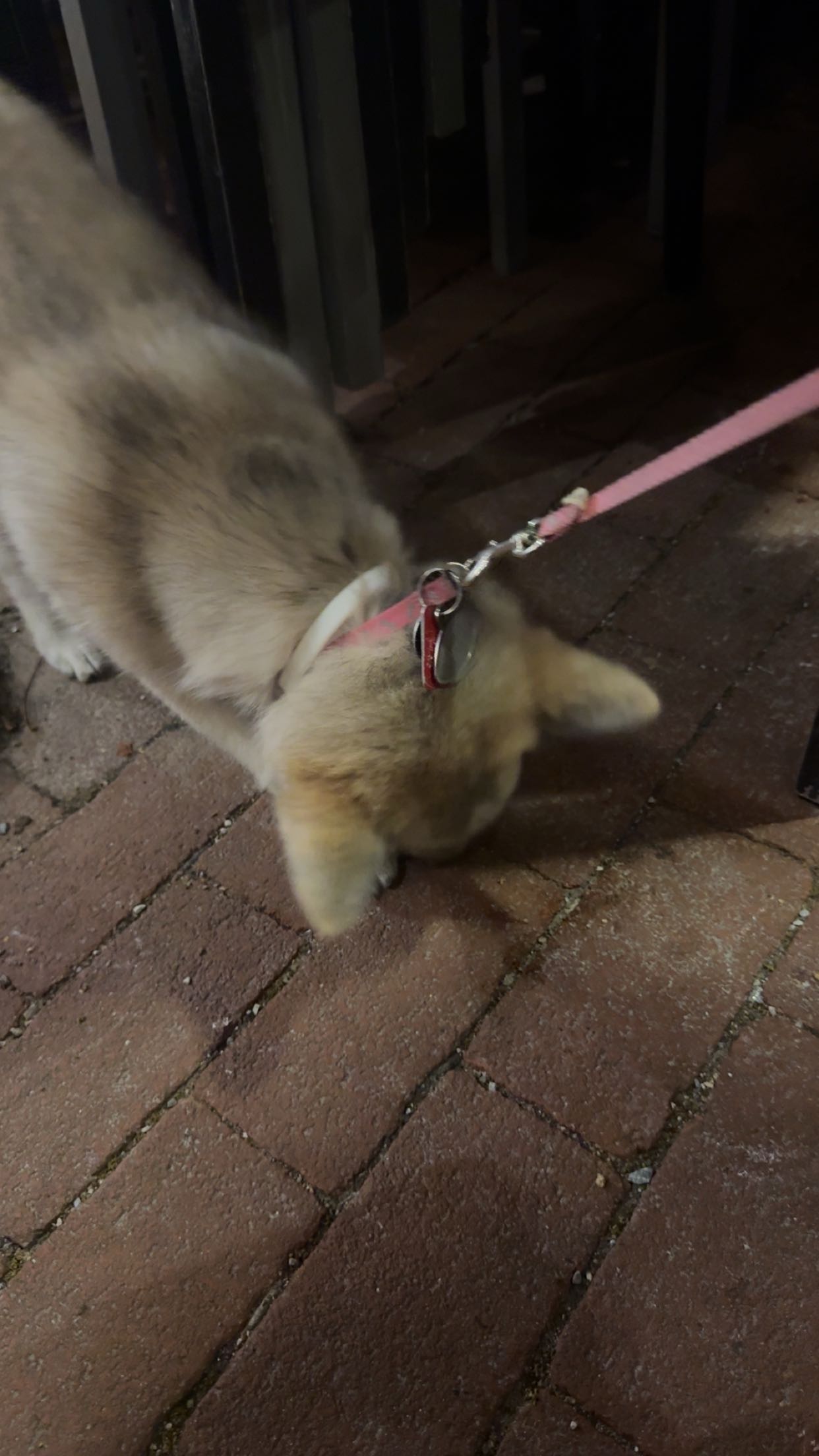 carmmieecat snapchat image archive image