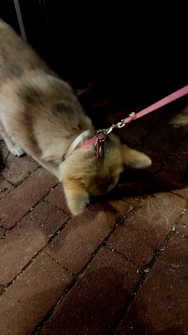 carmmieecat image ~ Altpins