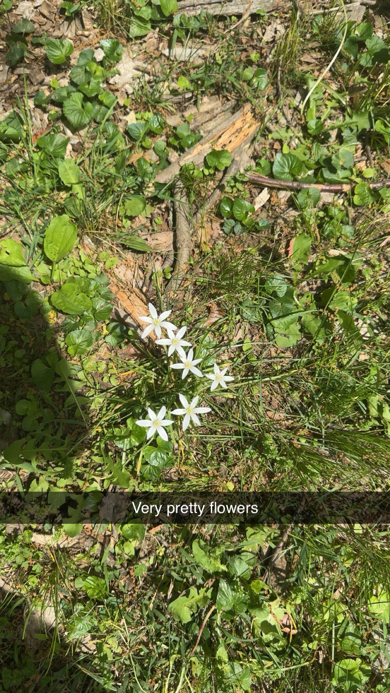 carmmieecat snapchat image archive image