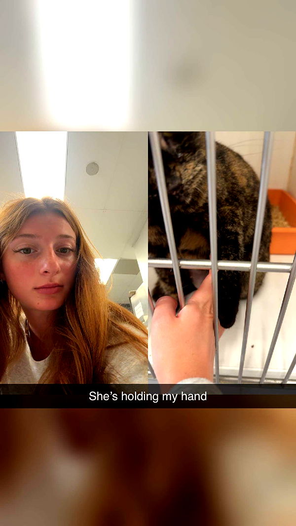 carmmieecat image ~ Altpins