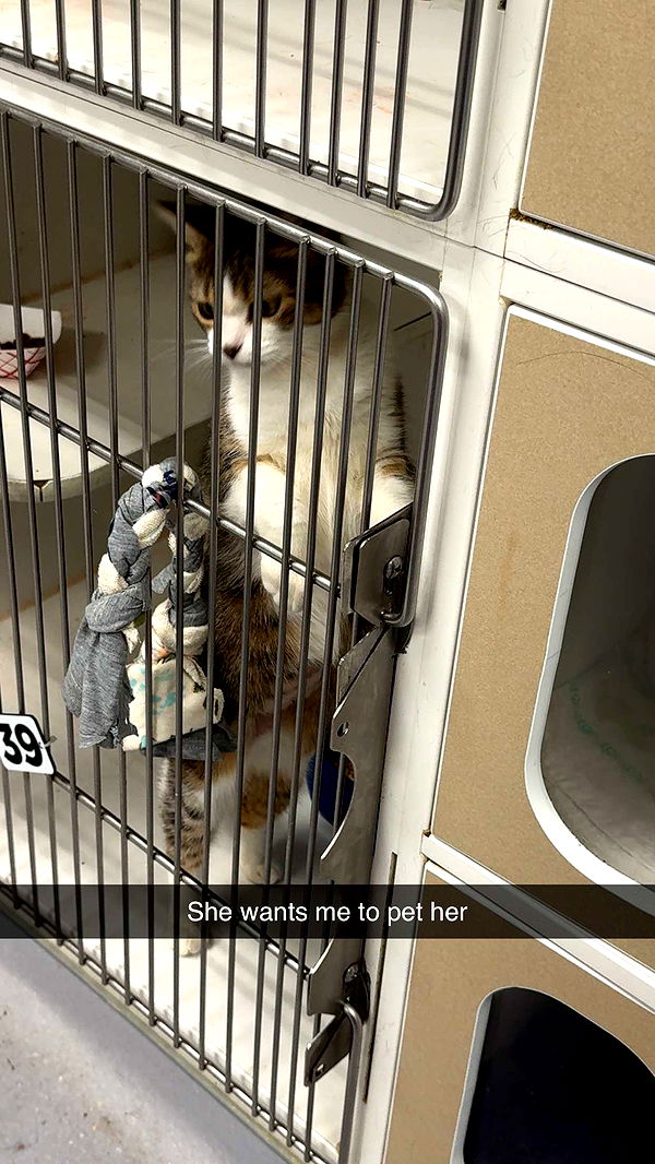 carmmieecat image ~ Altpins